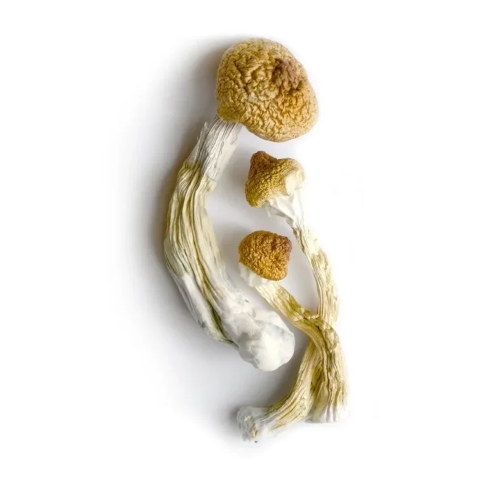 Big Mex Mushrooms For Sale In UK