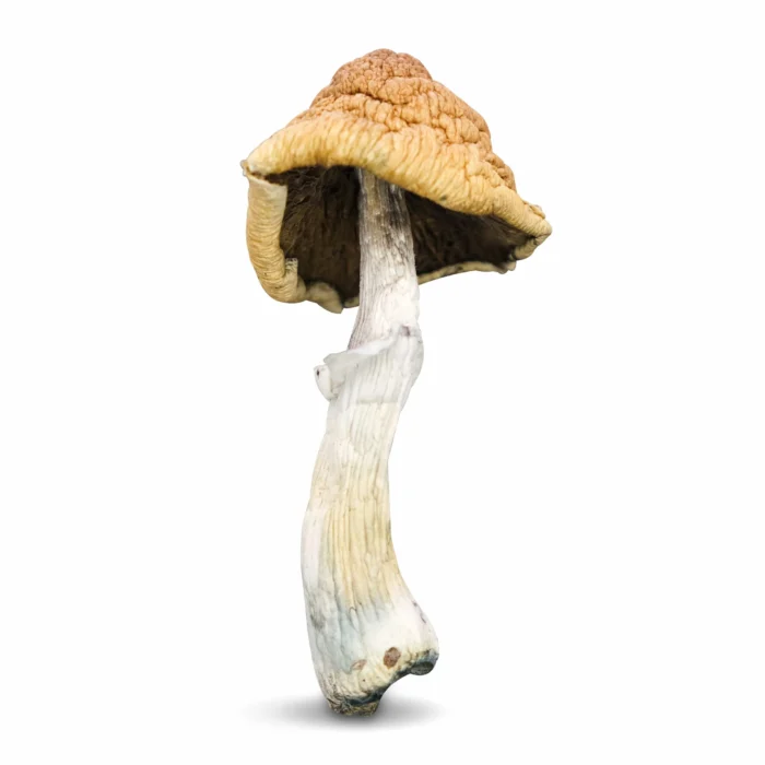 Malabar Mushrooms For Sale In The UK