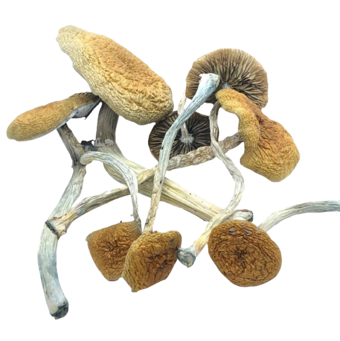 Mazatapec Mushrooms For Sale In The UK